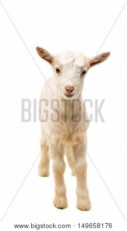 looking goat little isolated on white background