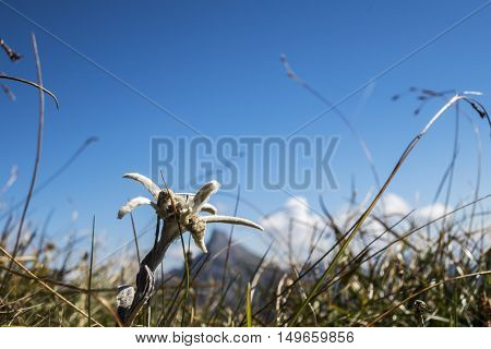 edelweiss flower in the karwendel alps in summer