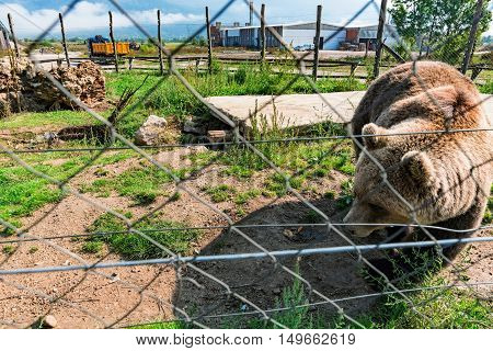 Captured bear in a cage in the countryside