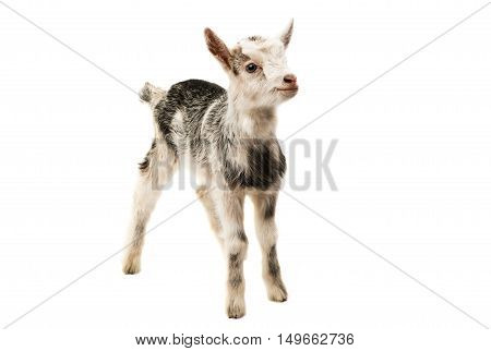 goat little farm animal isolated on white background