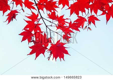 Vibrant red maple leaves border on blue sky, retro toned