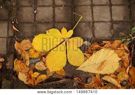 Autumn etude with leaves of a chestnut tree