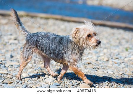 Morkie