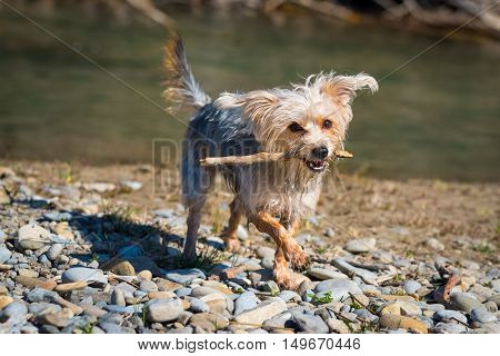 Morkie