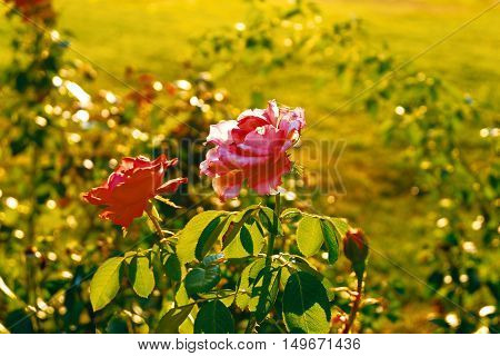 Two pink roses vintage colors shot. Colorized image of fresh summer roses in rose garden.