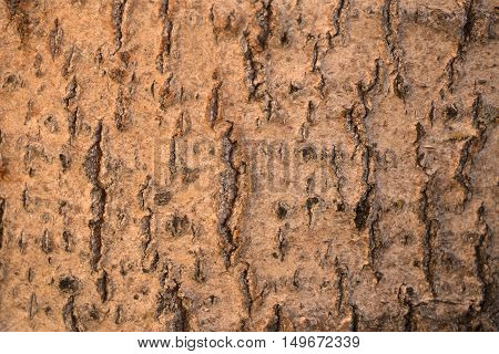 tree bark crust, rind, incrustation, tree, wood, timber
