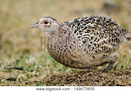 Ring-necked Pheasant (phasianus Colchicus)