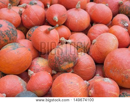 Harvest: Heap of Japanese Red Kuri Squash Hokkaido Cucurbita maxima