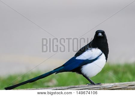 Black-billed Magpie in the springtime Alberta Canada