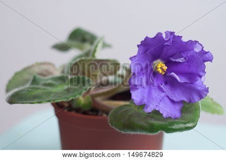 Violet spring primroses flowers primula polyanthus in a brown flowerpot, closeup.