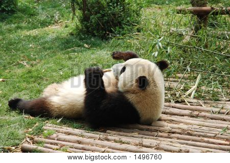 Panda