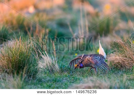 Sharp-tailed Grouse Lek