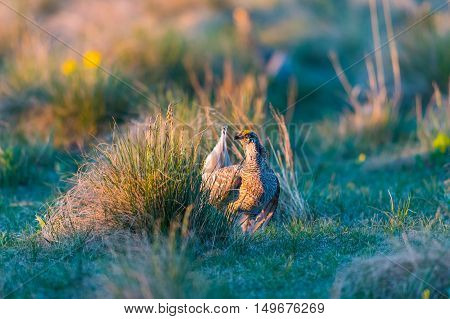 Sharp-tailed Grouse Lek