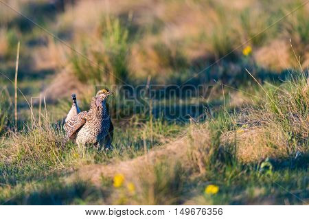 Sharp-tailed Grouse Lek