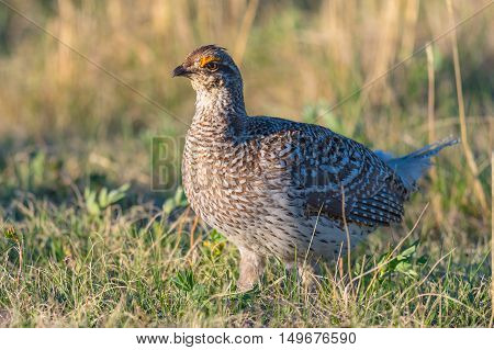 Sharp-tailed Grouse Lek