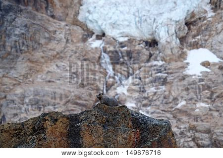 Marmot on rocks, glacier and waterfalls. Jasper National Park. Canadian Rocky Mountains. Alberta. Canada.