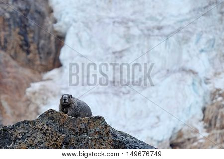 Cute Marmot against glacier. Jasper National Park. Canadian Rocky Mountains. Alberta. Canada.