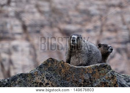 Hoary Marmots family in Jasper National Park. Canadian Rocky Mountains. Alberta. Canada.