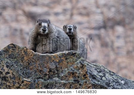 Two Hoary Marmots on rocks. Banff National Park. Canadian Rocky Mountains. Alberta. Canada.