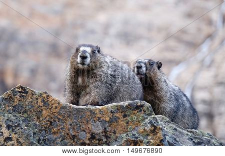 Marmots looking at camera. Jasper National Park. Candian Rocky Mountains. Alberta. Canada.