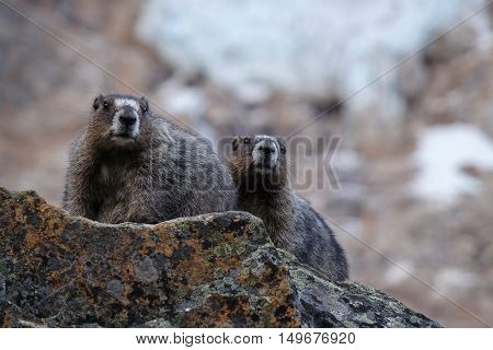 Couple of Hoary Marmots on rocks. Jasper National Park. Canadian Rocky Mountains. Alberta. Canada.