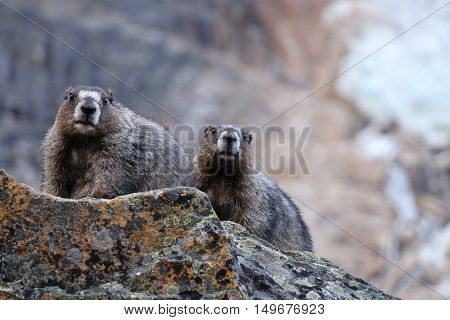 Couple of Hoary Marmots on rocks. Jasper National Park. Rocky Mountains. Alberta. Canada.
