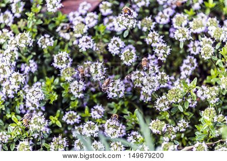 bees on thyme flowers outdoor macro closeup