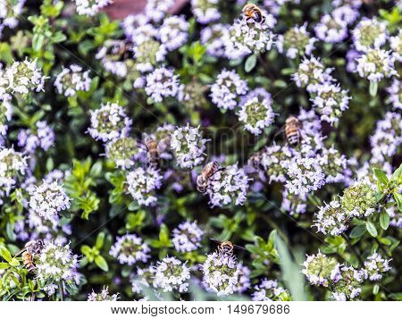 bees on thyme flowers outdoor macro closeup