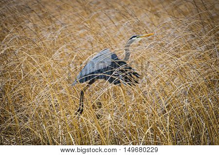 Great Blue Heron (ardea Herodias)