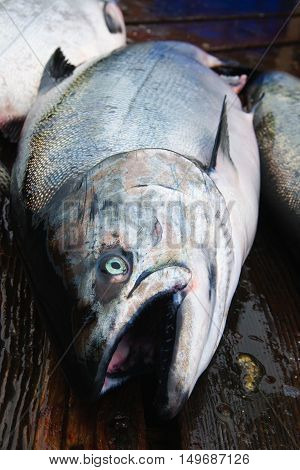 Chinook Salmon