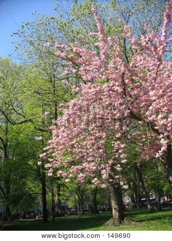 Boston fælles Cherry Blossom
