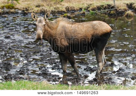 Female Moose