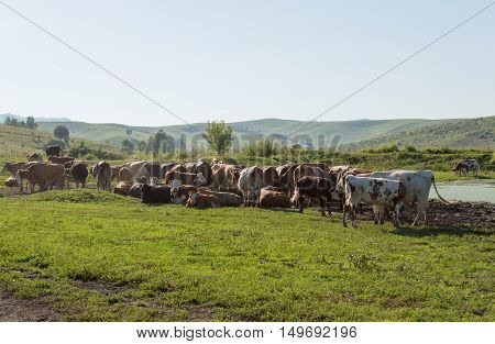 cow's pasture with mountain view and small pond