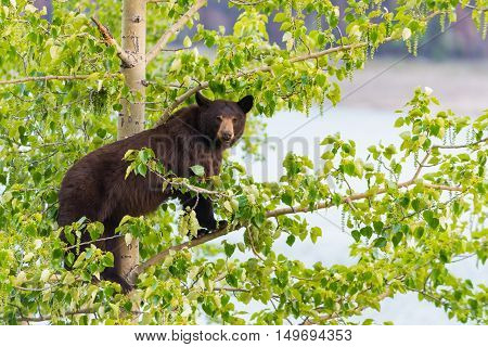 Black Bear Family In A Tree