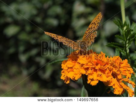 orange butterfly on bright marigold with blurred dark green background