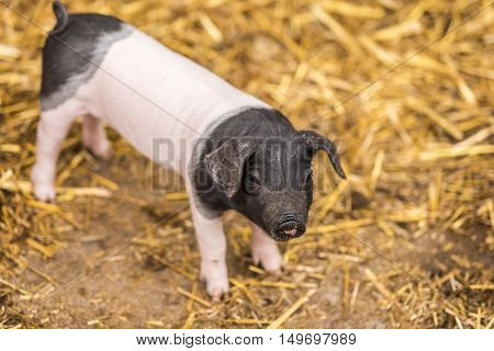 Baby pig of german breed - Cute baby pig two weeks old from the Swabian-Hall swine breed with black head and rear and white pink center.