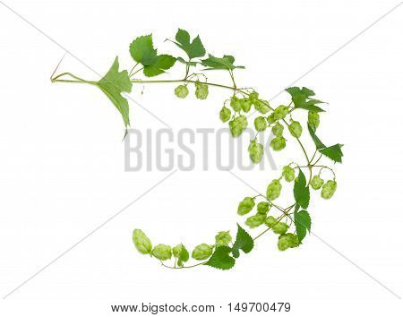 Hops branch with leaves and strobiles on a light background closeup