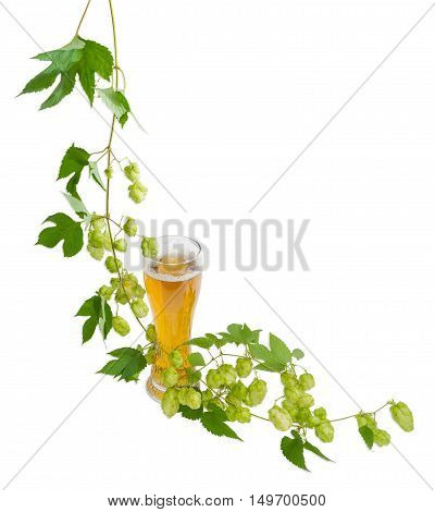 One beer glass with lager beer and hanging branch of hops with leaves and strobiles on a light background