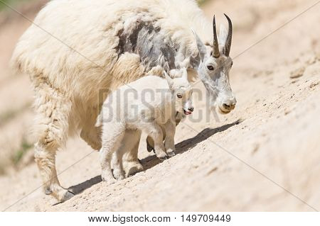 Mountain Goat (oreamnos Americanus)