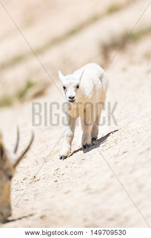 Mountain Goat (oreamnos Americanus)