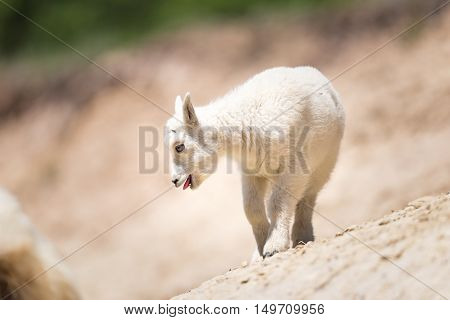 Mountain Goat (oreamnos Americanus)