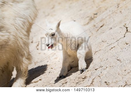 Mountain Goat (oreamnos Americanus)