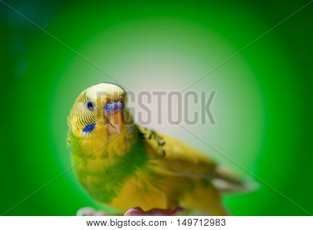 one yellow parrot budgies.bird on the green background.