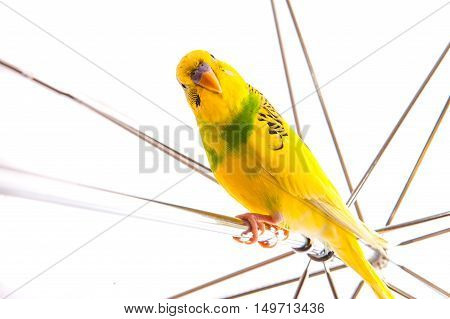 one yellow parrot budgies.Bird sit on the white umbrela.