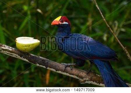 Violet turaco, also called violaceous plantain eater, or scientific name Musophaga violacea