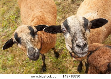 Portrait of Cameroon sheep. Sheep on pasture, looking into the lens.