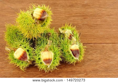 Wild sweet chestnuts in spiky cupules on a wooden background