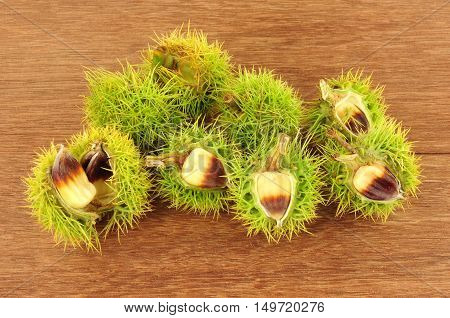 Wild sweet chestnuts in spiky cupules on a wooden background