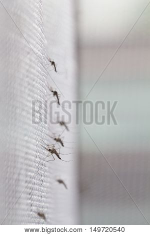 Aedes Aegypti Mosquito. Close Up A Mosquito