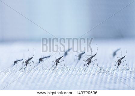Aedes Aegypti Mosquito. Close Up A Mosquito